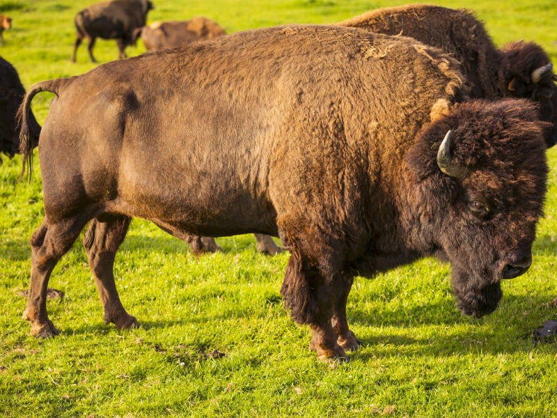 Rêve de Bisons